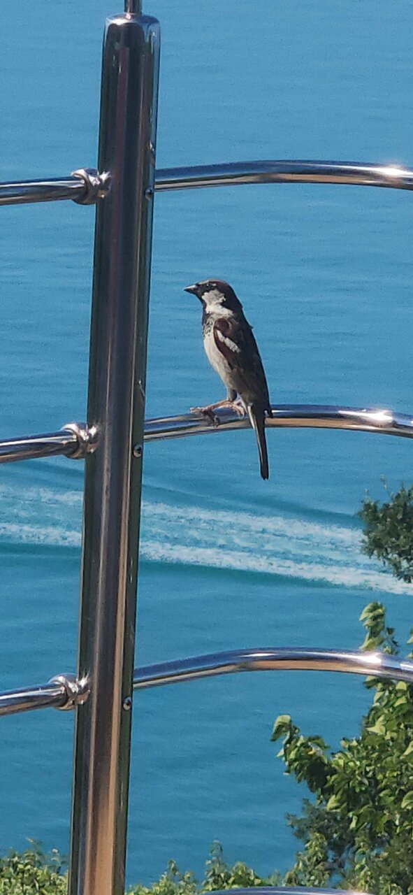 Гостевой дом Парус Головинка-43