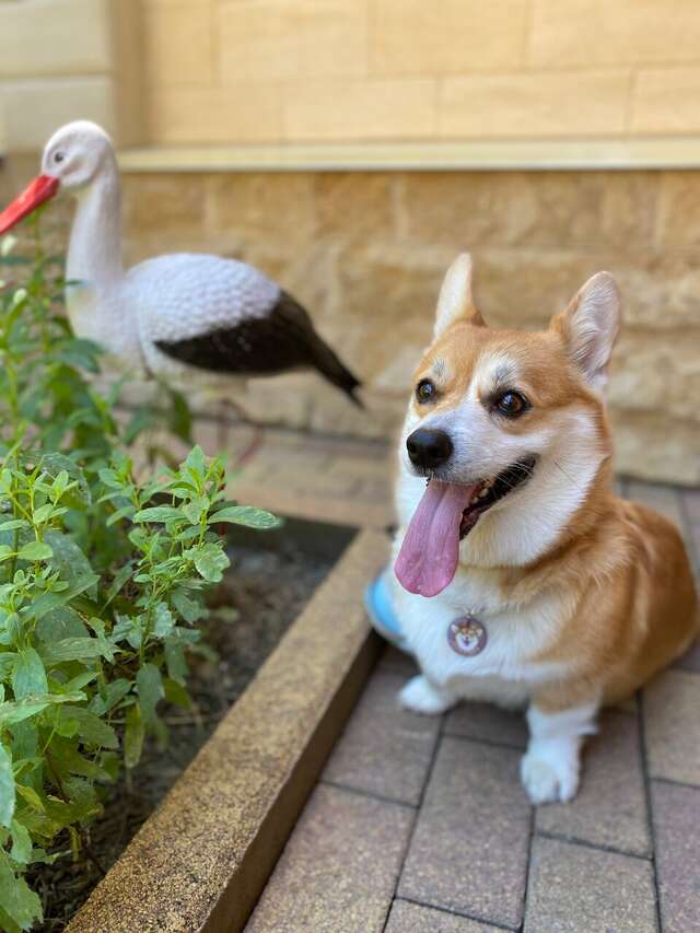 Гостевой дом Парус Головинка-69